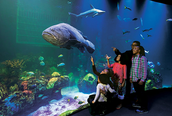 Family enjoying Bass Pro Aquarium