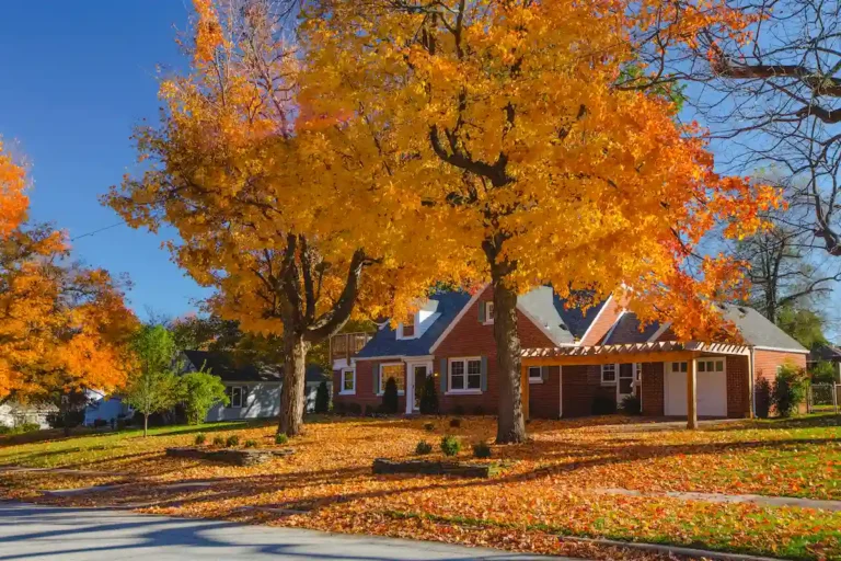 Bright orange trees in front of a nice house in Springfield, MO