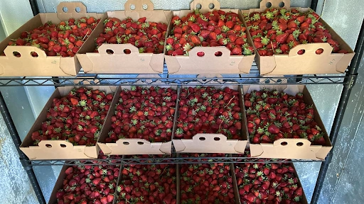 Shelves of ripe red strawberries picked fresh from a field at a local Springfield, MO farm